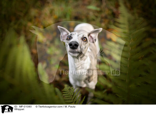 Whippet / Whippet / MP-01080
