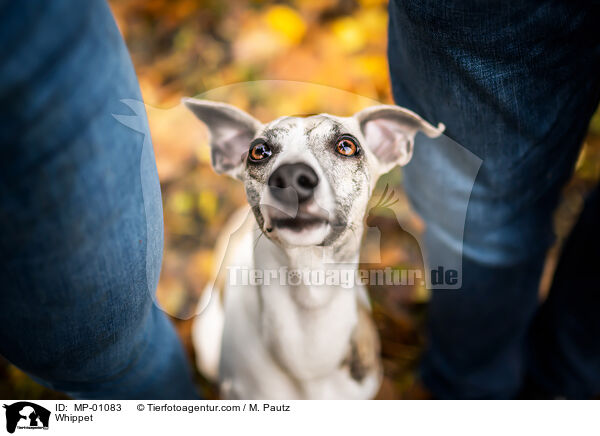 Whippet / Whippet / MP-01083