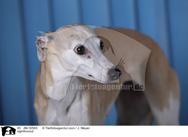 Whippet / sighthound / JM-16583