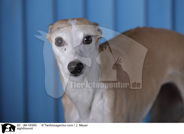 sighthound / JM-16585