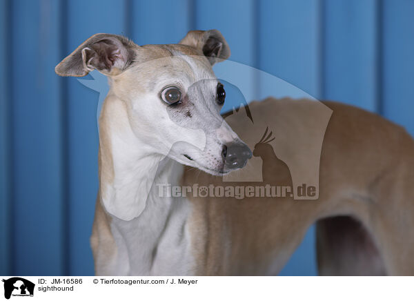 Whippet / sighthound / JM-16586