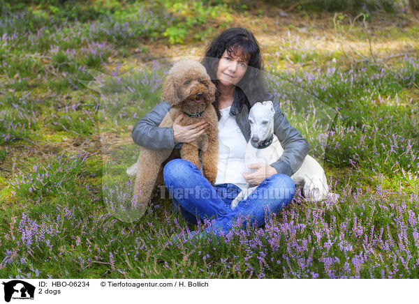 2 Hunde / 2 dogs / HBO-06234