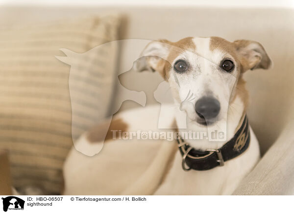 Whippet / sighthound / HBO-06507