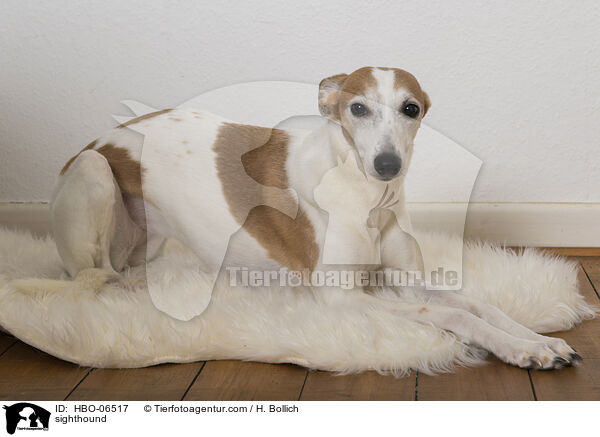 Whippet / sighthound / HBO-06517