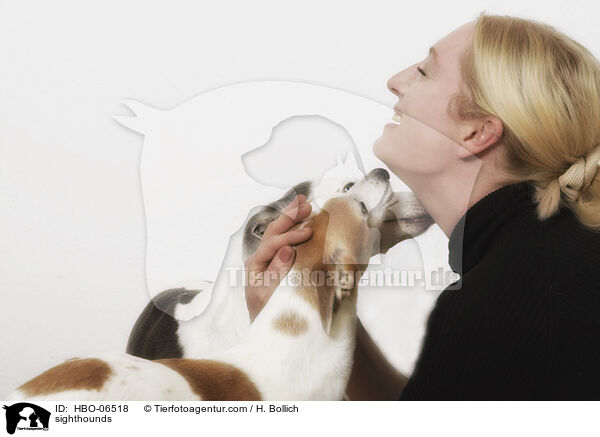Whippets / sighthounds / HBO-06518