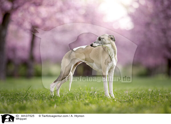 Whippet / Whippet / AH-07525