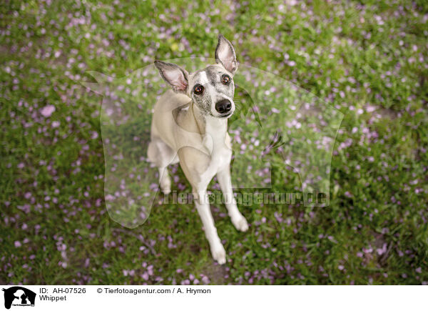 Whippet / Whippet / AH-07526