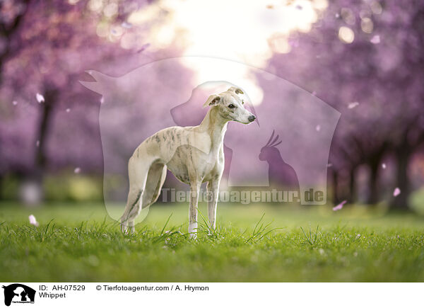 Whippet / Whippet / AH-07529