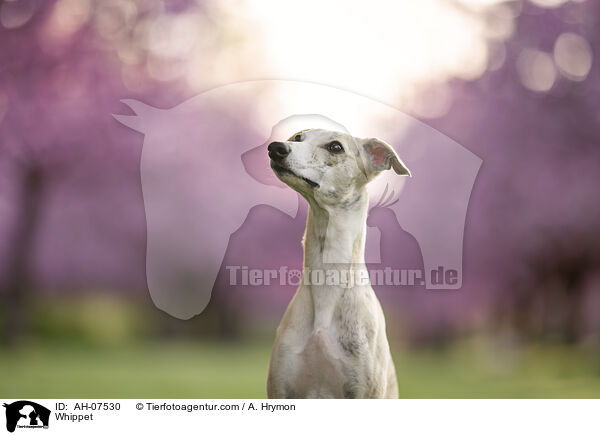 Whippet / Whippet / AH-07530