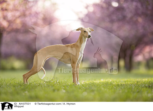 Whippet / Whippet / AH-07531