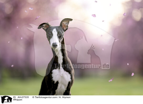 Whippet / Whippet / AH-07535