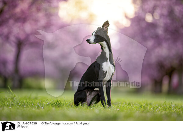 Whippet / Whippet / AH-07536