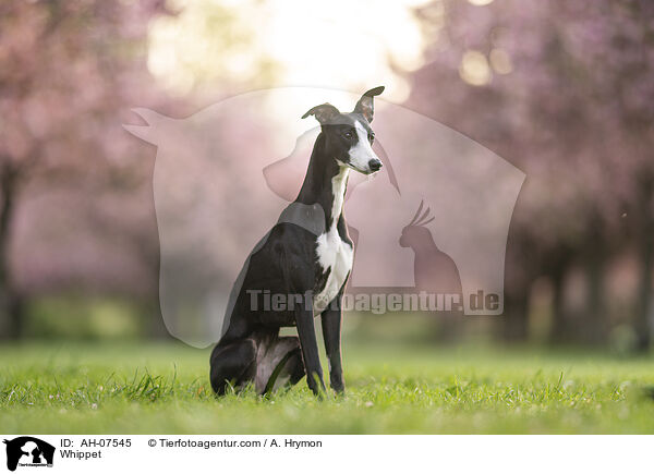 Whippet / Whippet / AH-07545