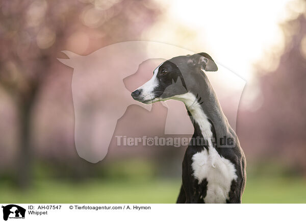 Whippet / Whippet / AH-07547