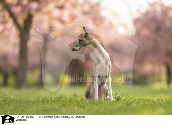 Whippet / Whippet / AH-07557