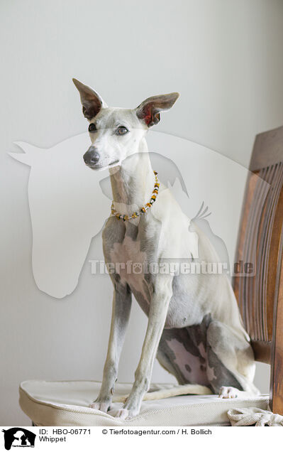 Whippet / Whippet / HBO-06771