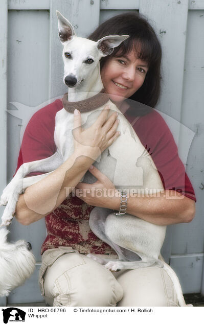 Whippet / Whippet / HBO-06796
