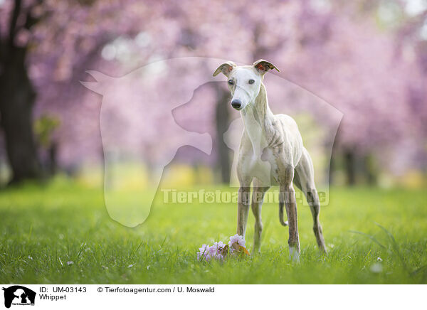 Whippet / Whippet / UM-03143