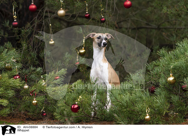 Whippet / Whippet / AH-08884