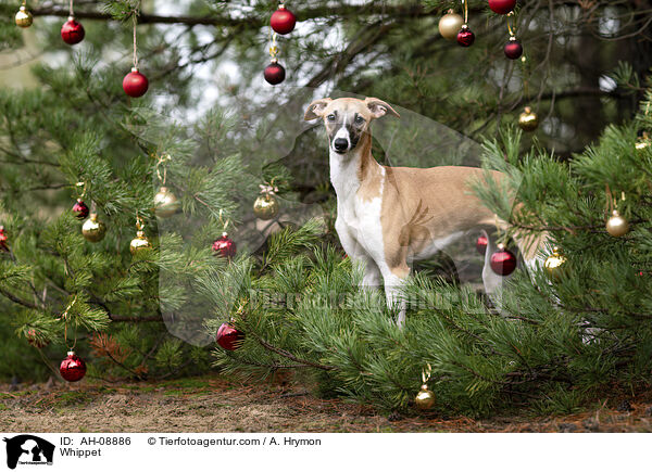 Whippet / AH-08886