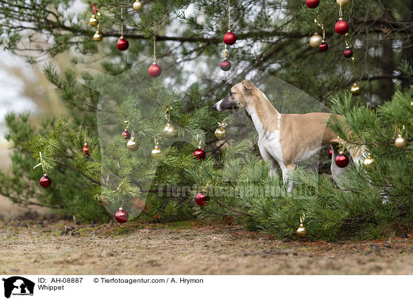 Whippet / Whippet / AH-08887