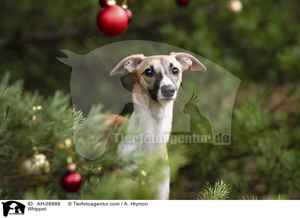 Whippet / Whippet / AH-08888