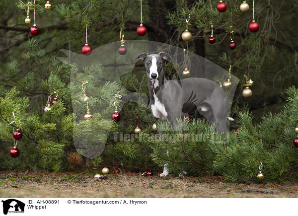 Whippet / Whippet / AH-08891
