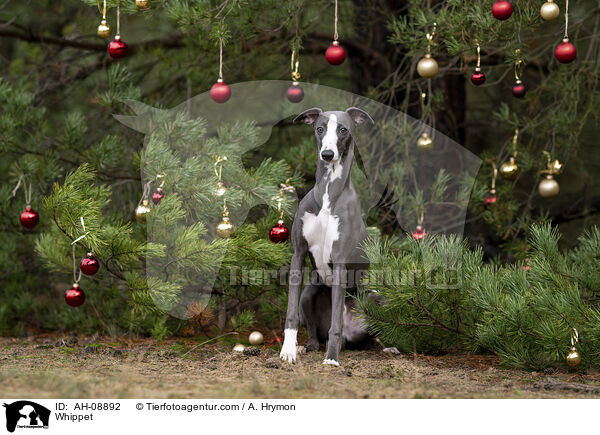 Whippet / Whippet / AH-08892