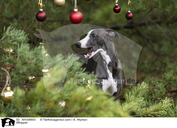 Whippet / Whippet / AH-08893