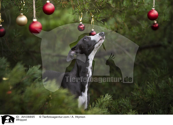 Whippet / Whippet / AH-08895