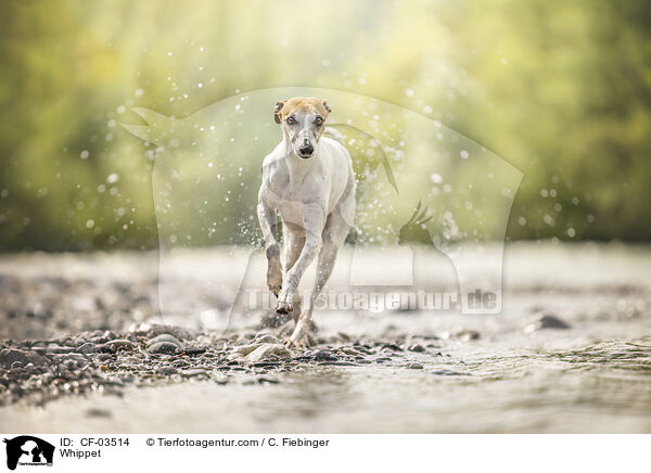 Whippet / Whippet / CF-03514