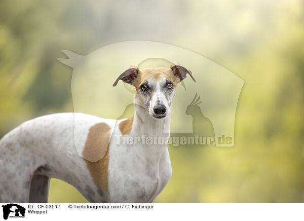 Whippet / Whippet / CF-03517