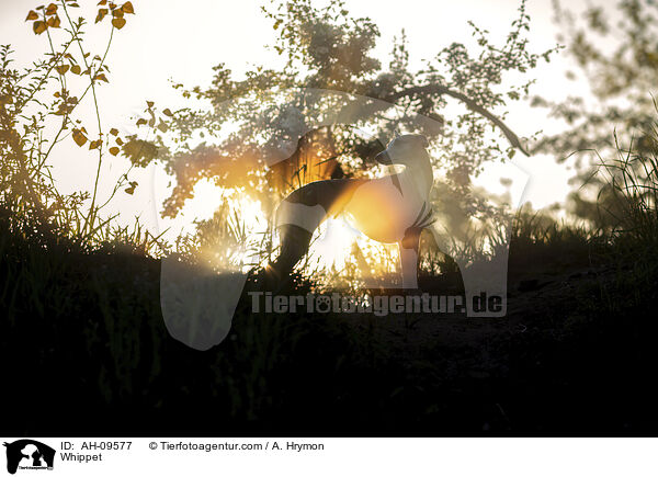 Whippet / Whippet / AH-09577