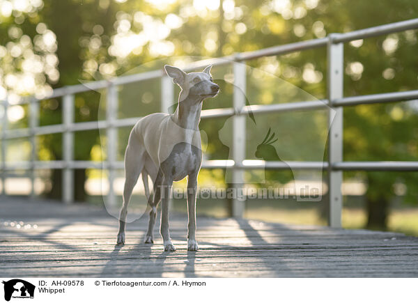 Whippet / Whippet / AH-09578