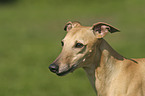 Whippet Portrait