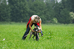 Whippet at Coursing