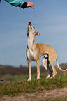 Whippet
