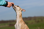 Whippet Portrait