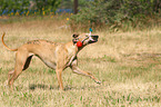 playing Whippet