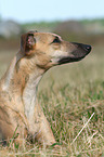 lying Whippet
