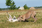 2 Whippets