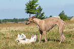 2 Whippets