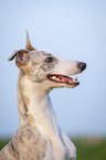 Whippet Portrait
