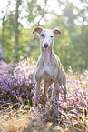 standing Whippet