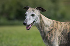 Whippet portrait