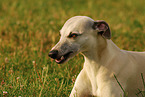 Whippet portrait