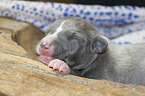 lying Whippet Puppy
