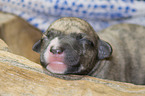 lying Whippet Puppy