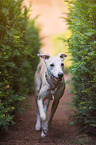 running Whippet
