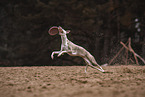 Whippet